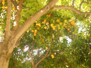 Orange tree in Granada